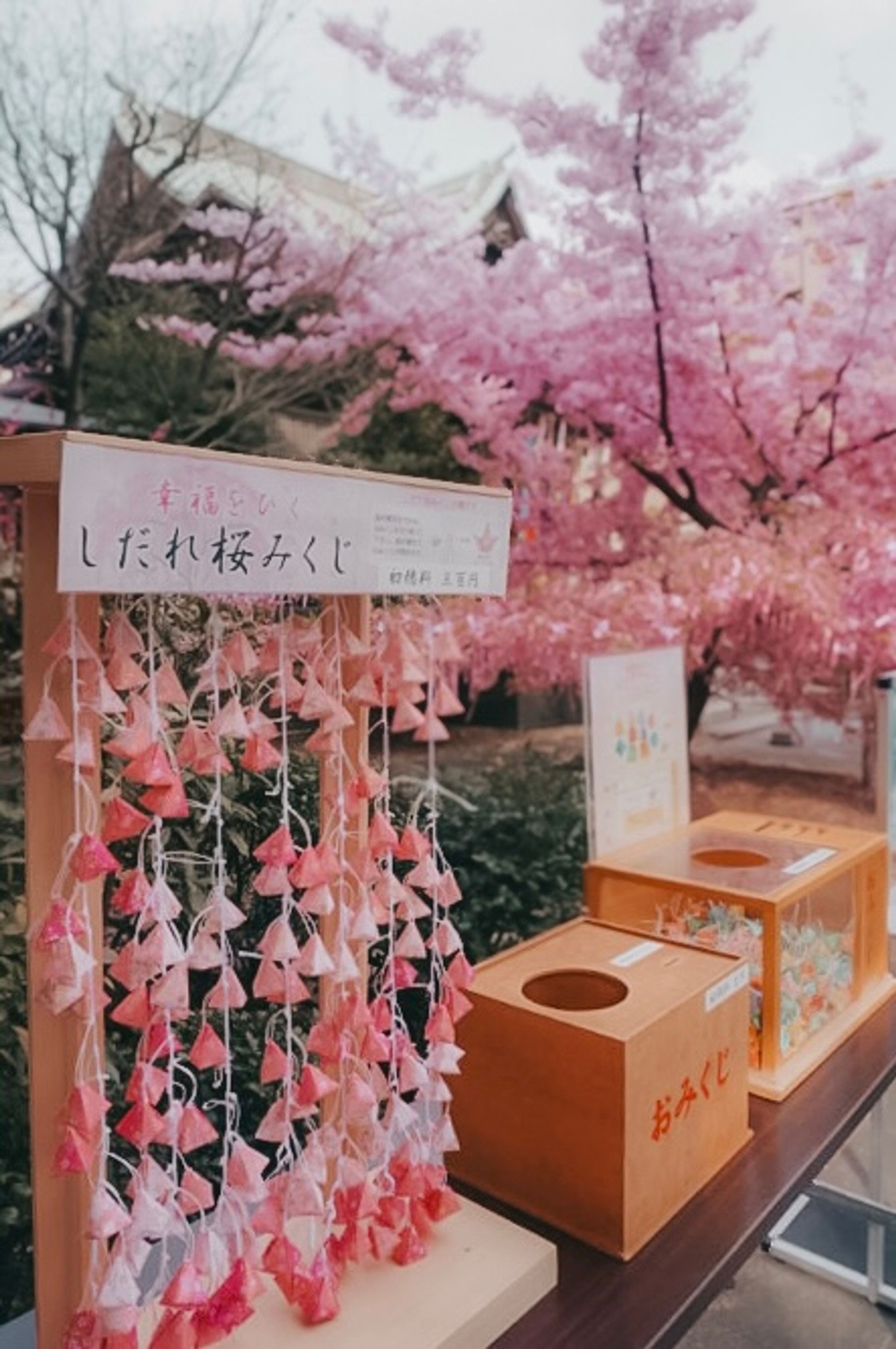 さくらとなつのお庭☆ページ さくらとなつのお庭☆ページ