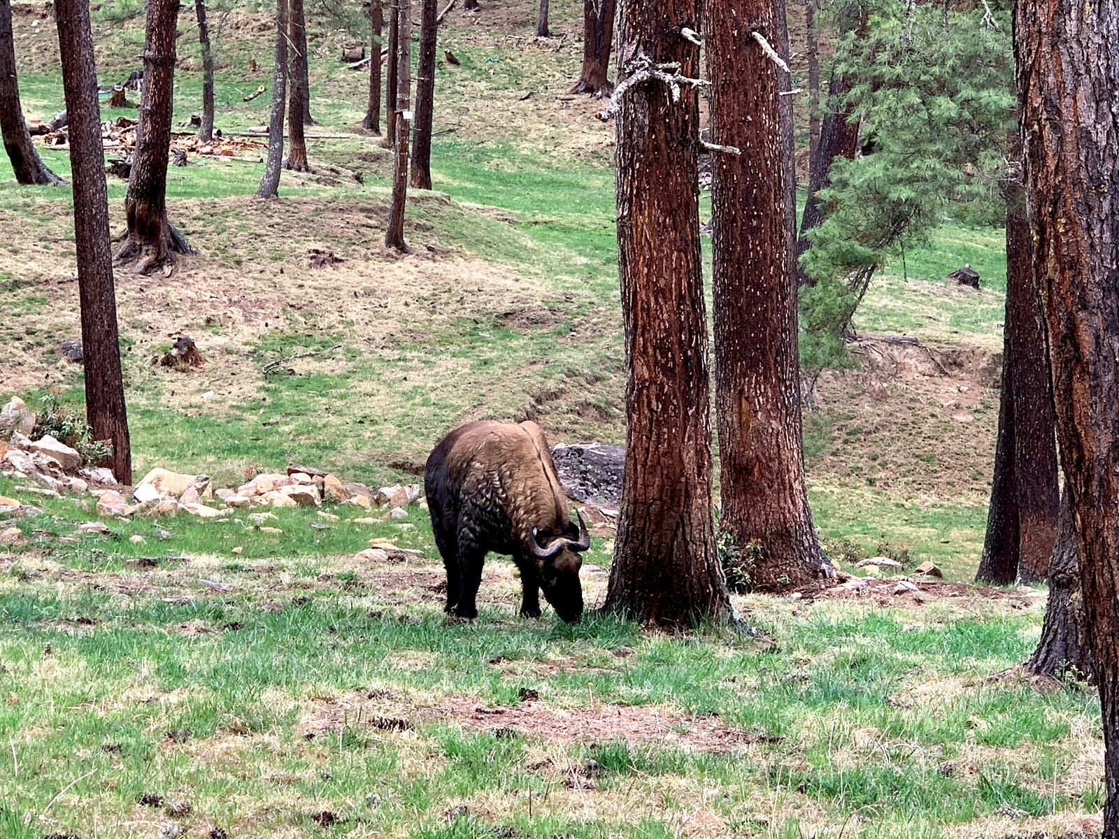Royal Takin Preserve