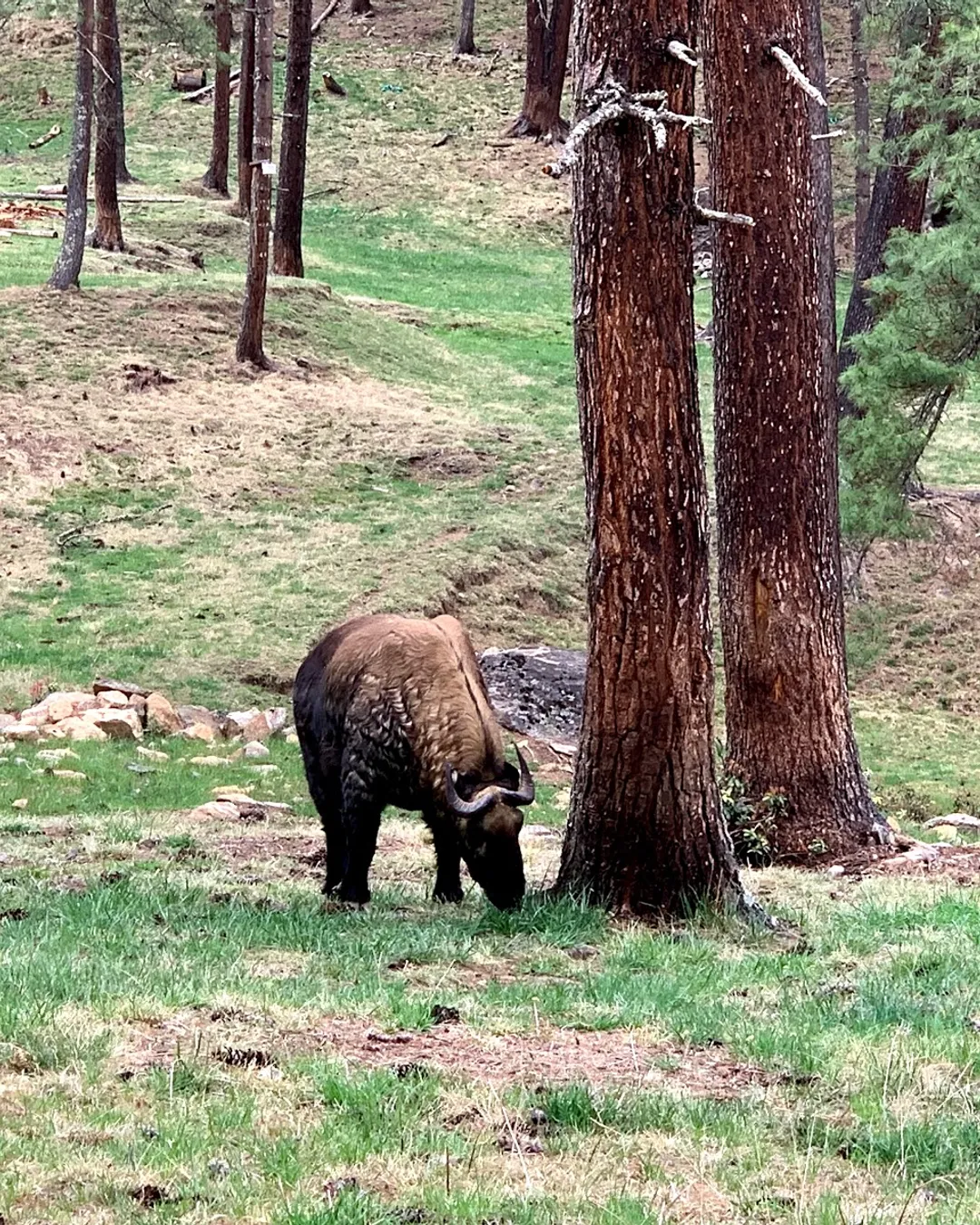 Royal Takin Preserve