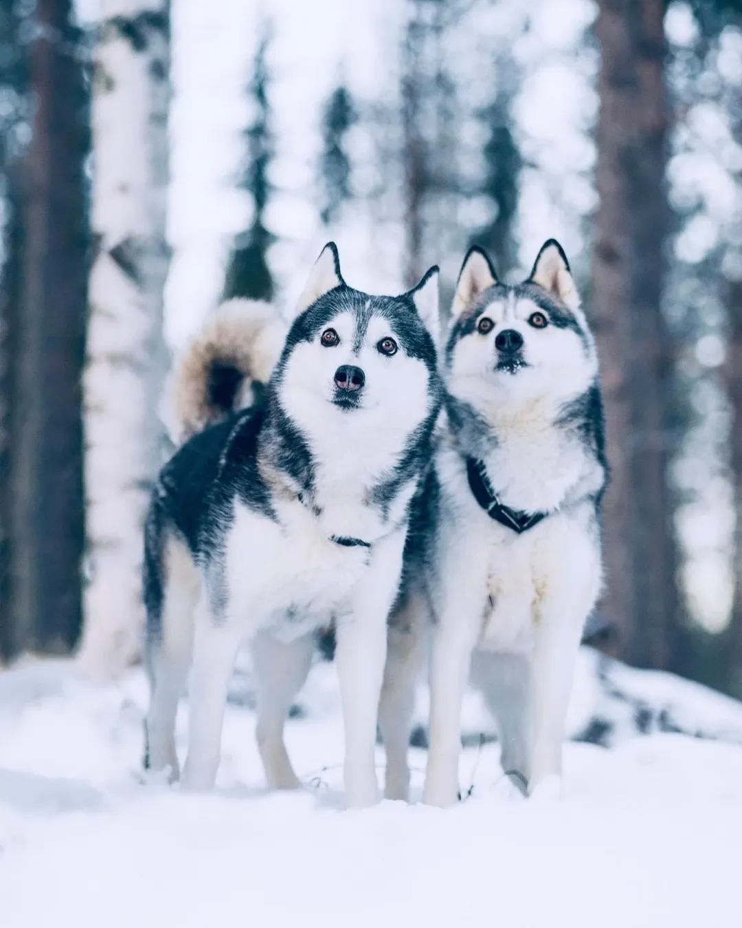 Pyhä Husky Farm