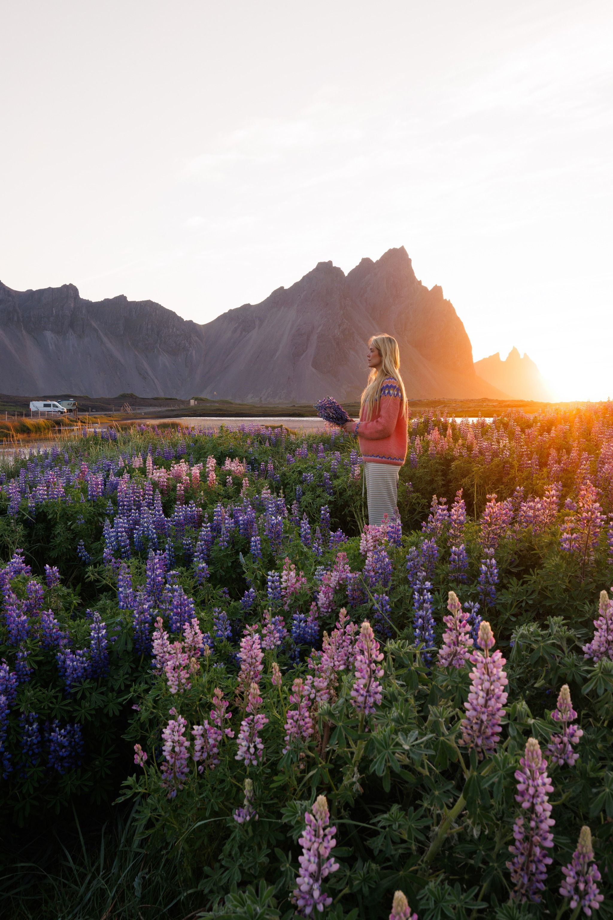 Stokksnes Lupine Field