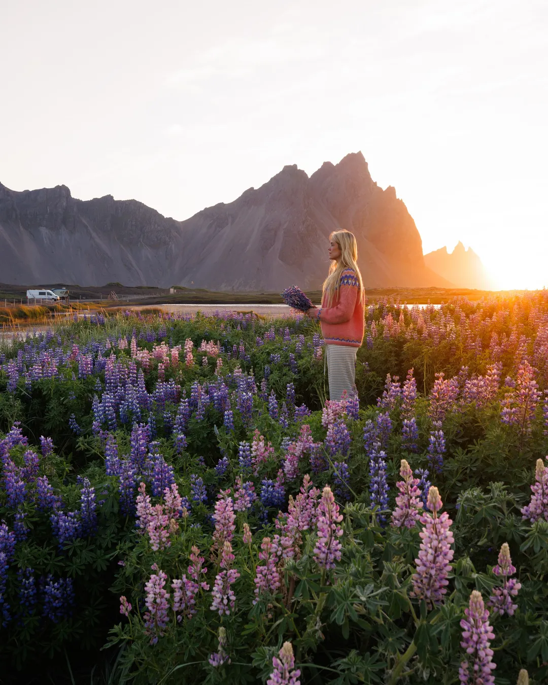 Stokksnes Lupine Field