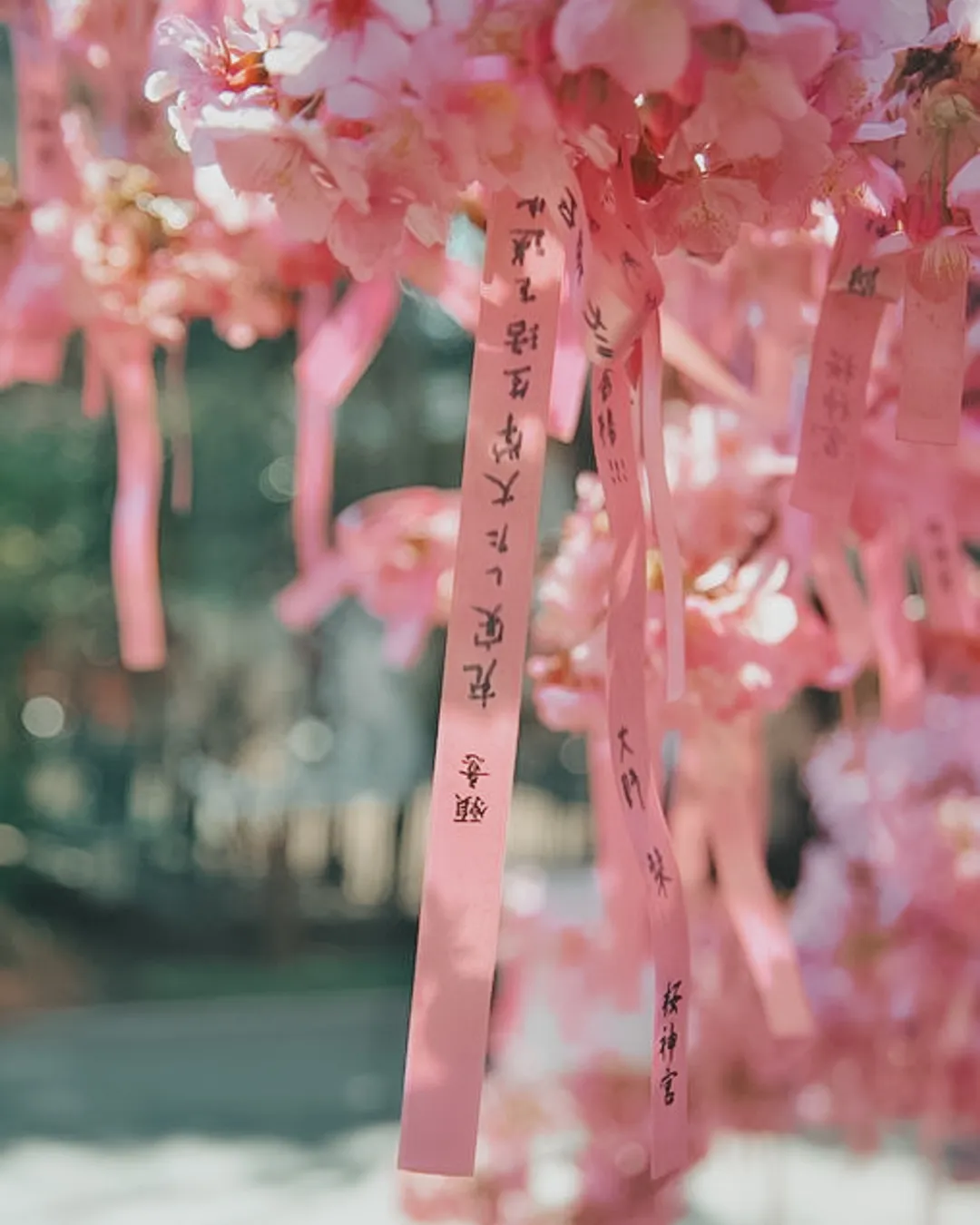 Sakura Jingu Shrine