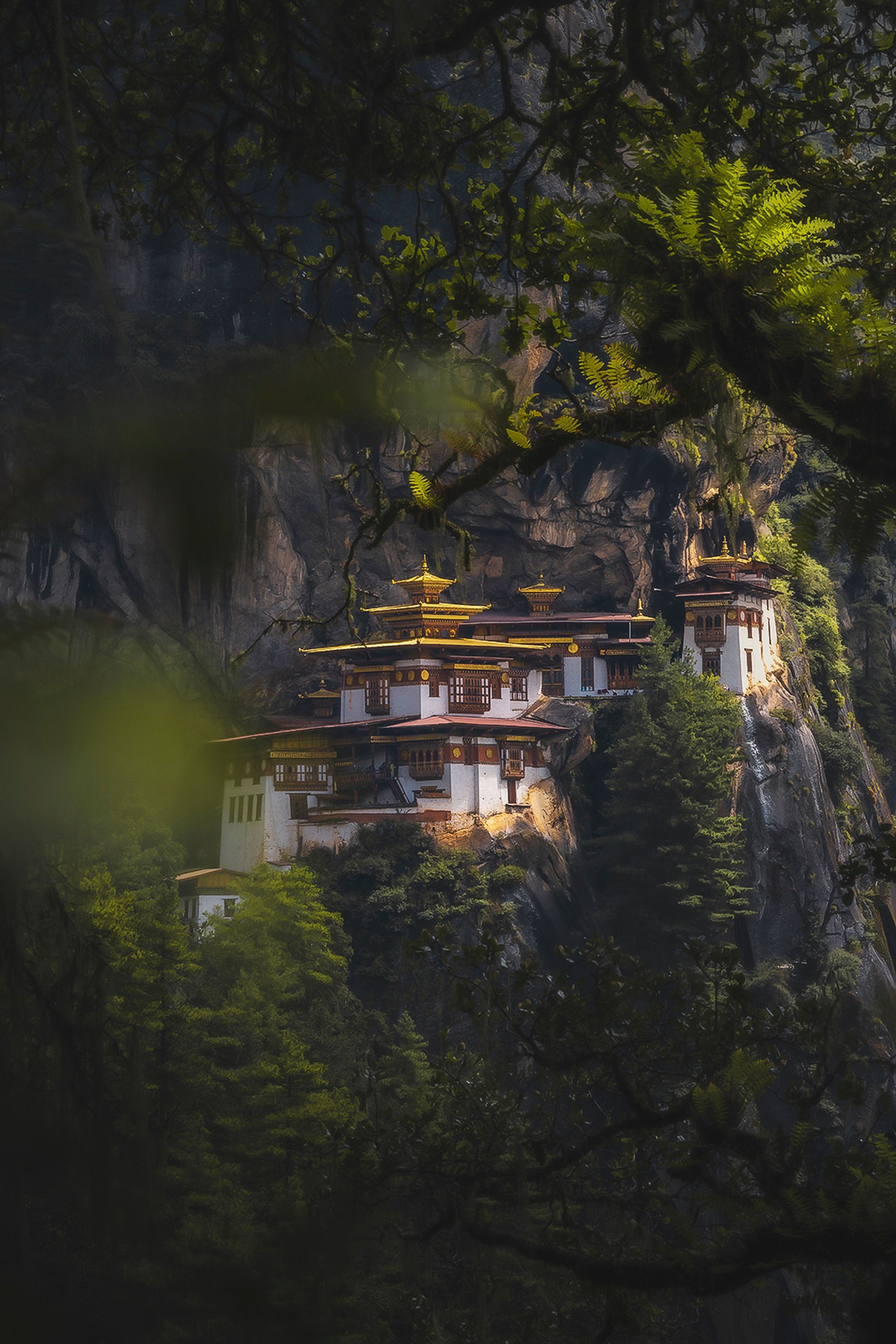 Paro - Tigers Nest Tree Viewpoint