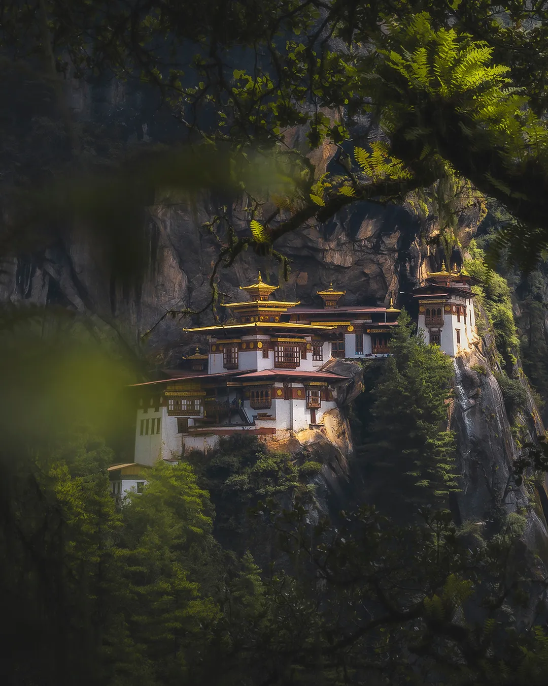 Paro - Tigers Nest Tree Viewpoint