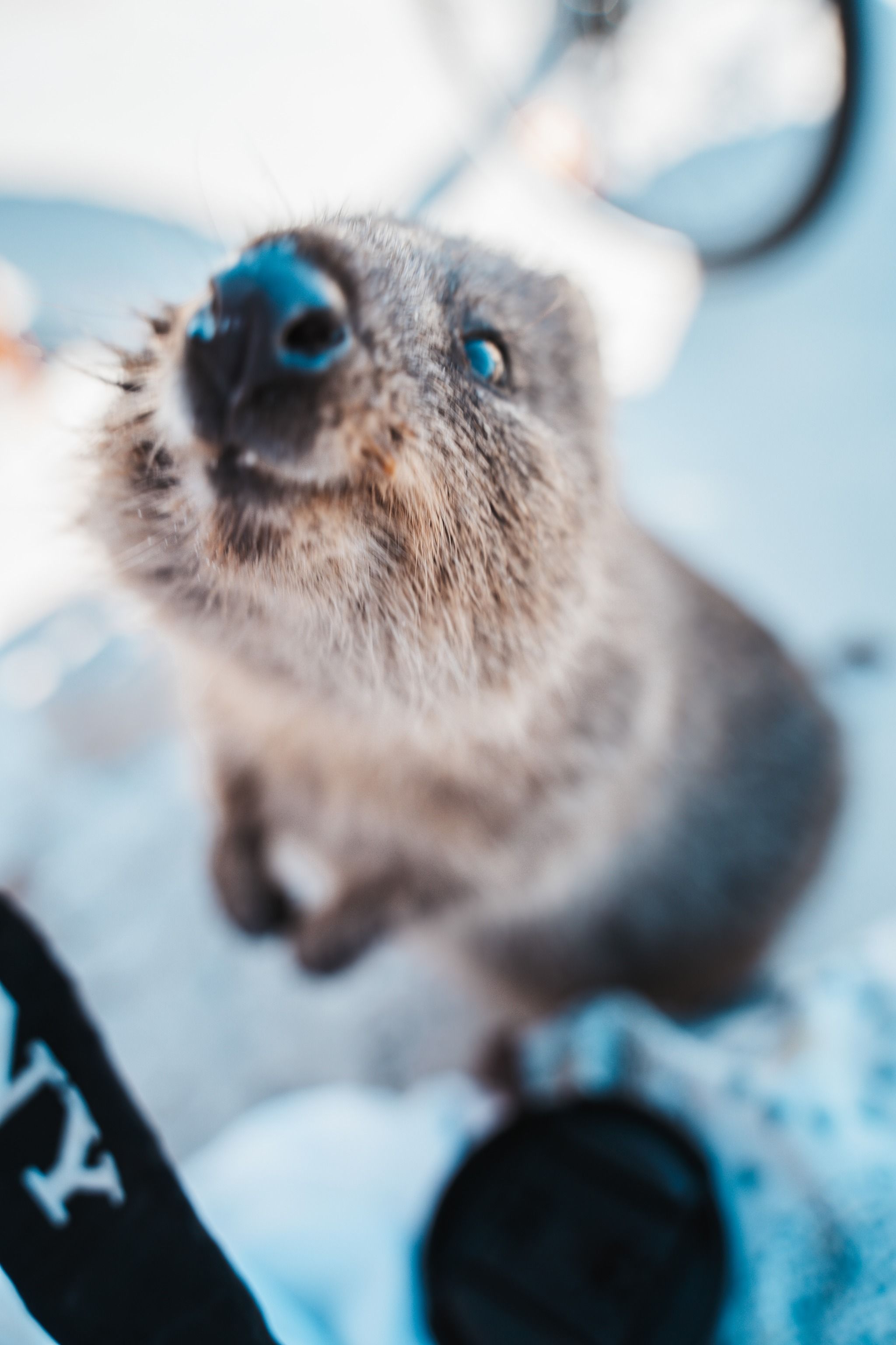 Rottnest Island (Wadjemup)