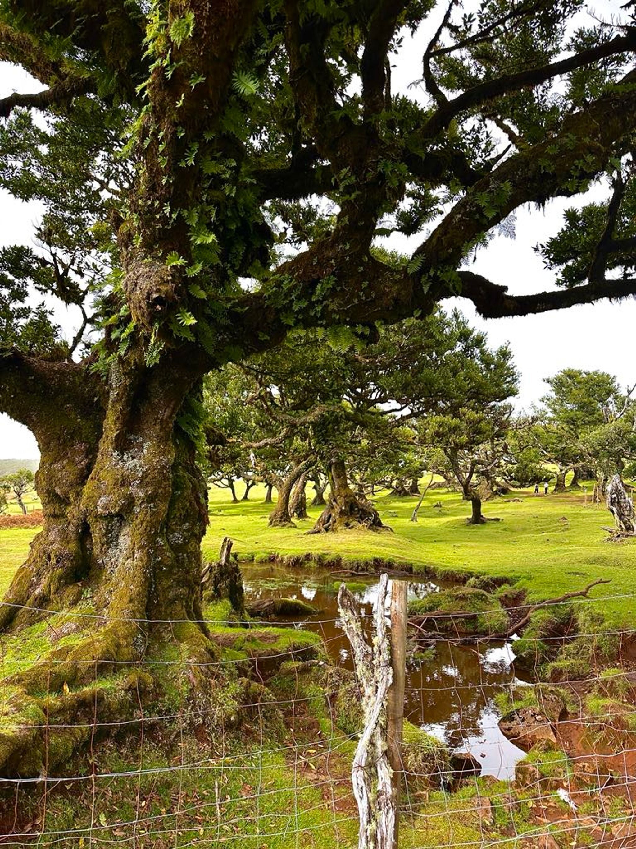 Fanal Forest
