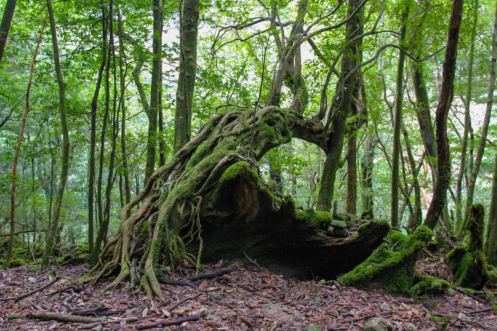 Yakushima Island - Japan - Rexby