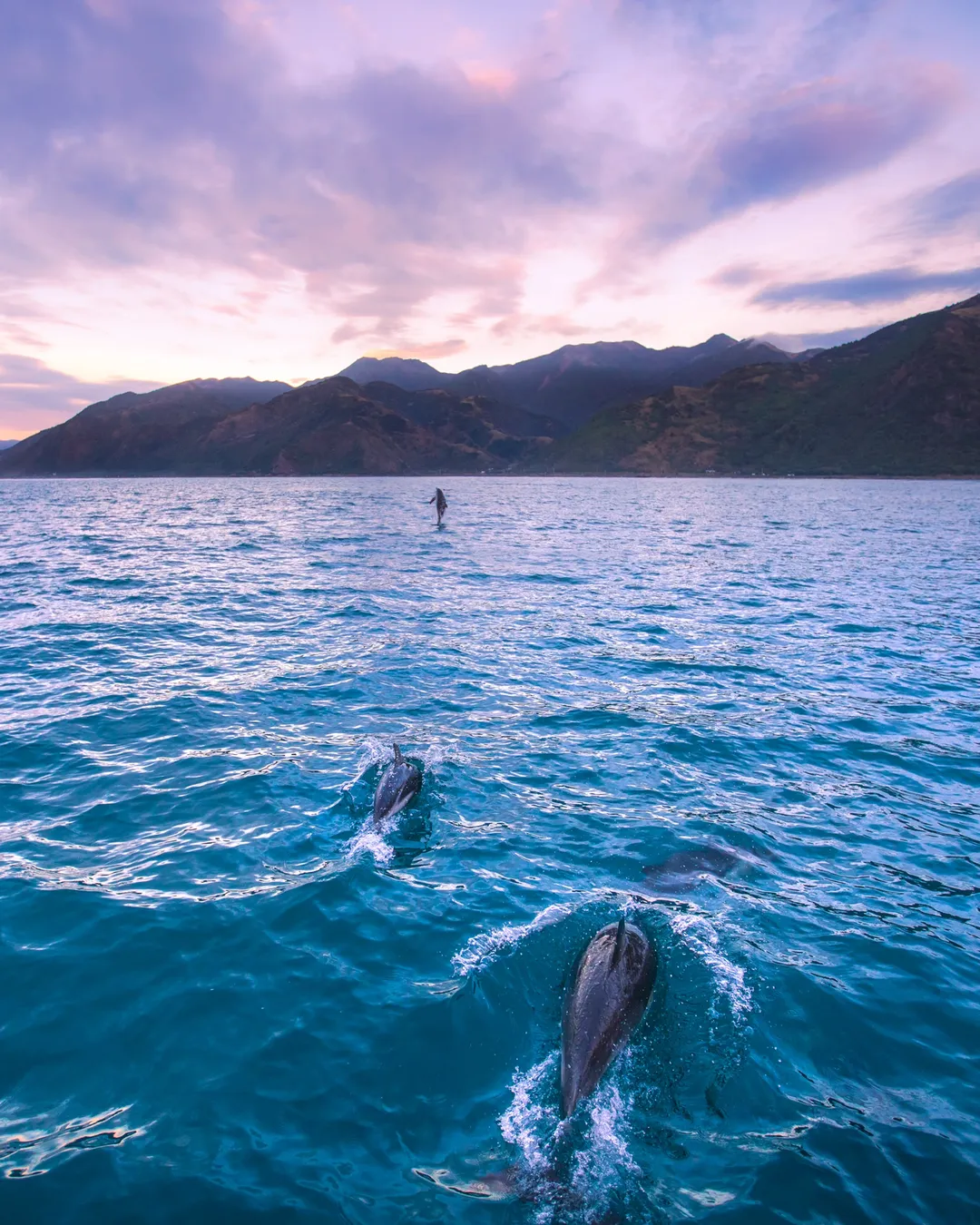 Encounter Kaikoura (Dolphin Encounter)