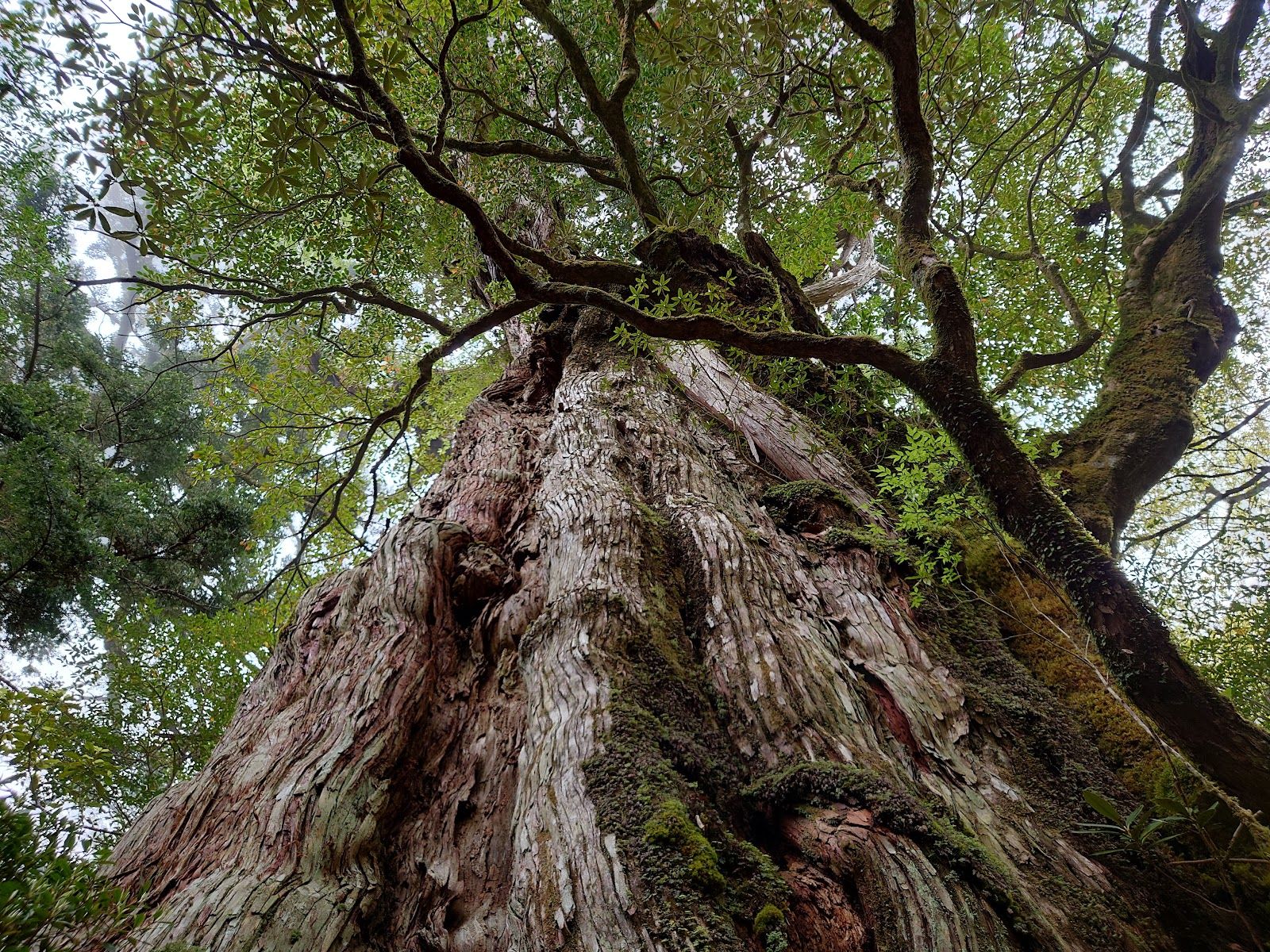 Yakushima Island - Japan - Rexby