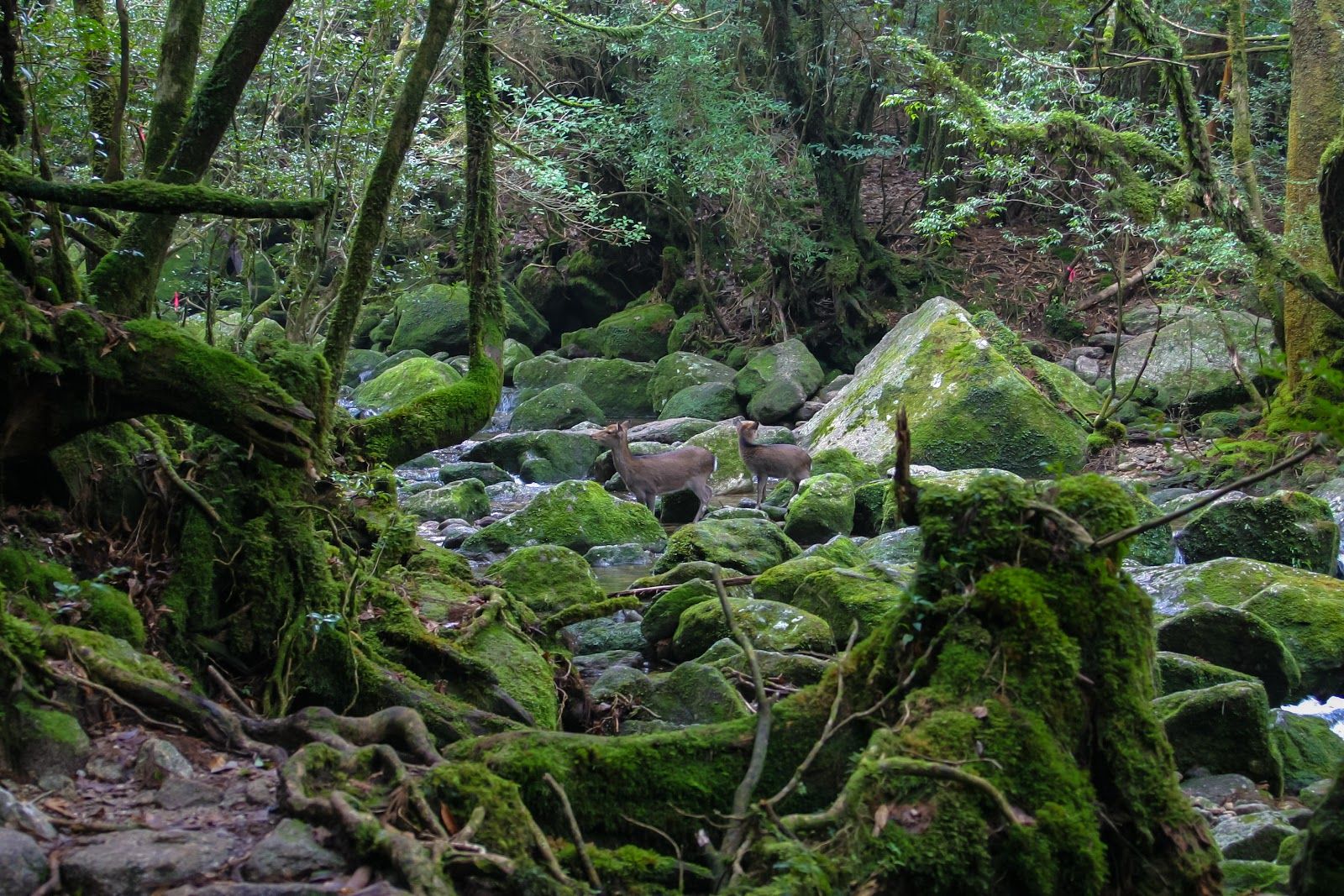 Yakushima Island - Japan - Rexby