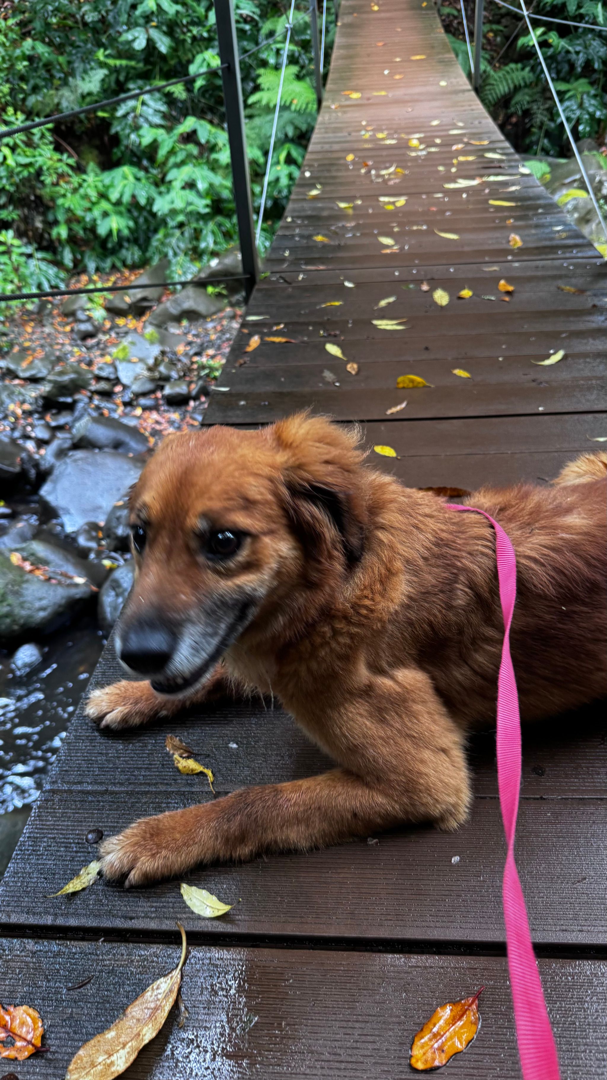 CRO (Canil) de Santa Cruz