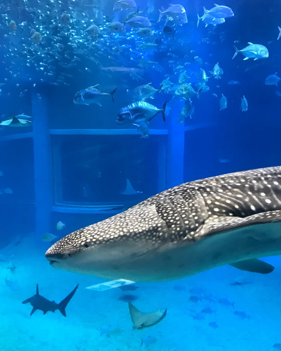 Osaka Aquarium Kaiyukan