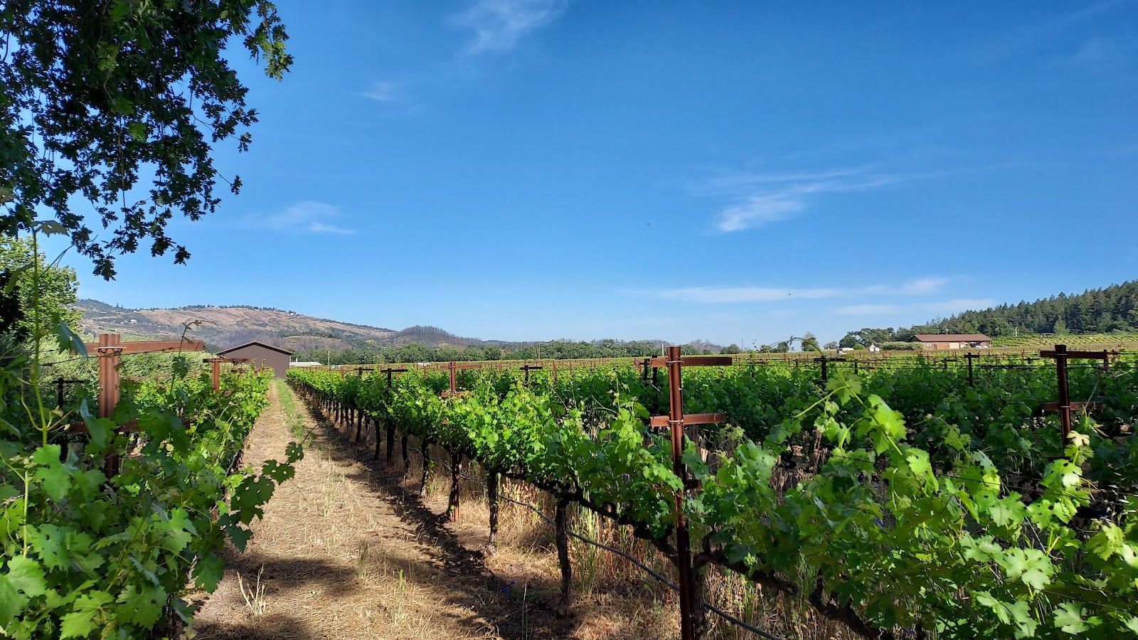 Frank Family Vineyards