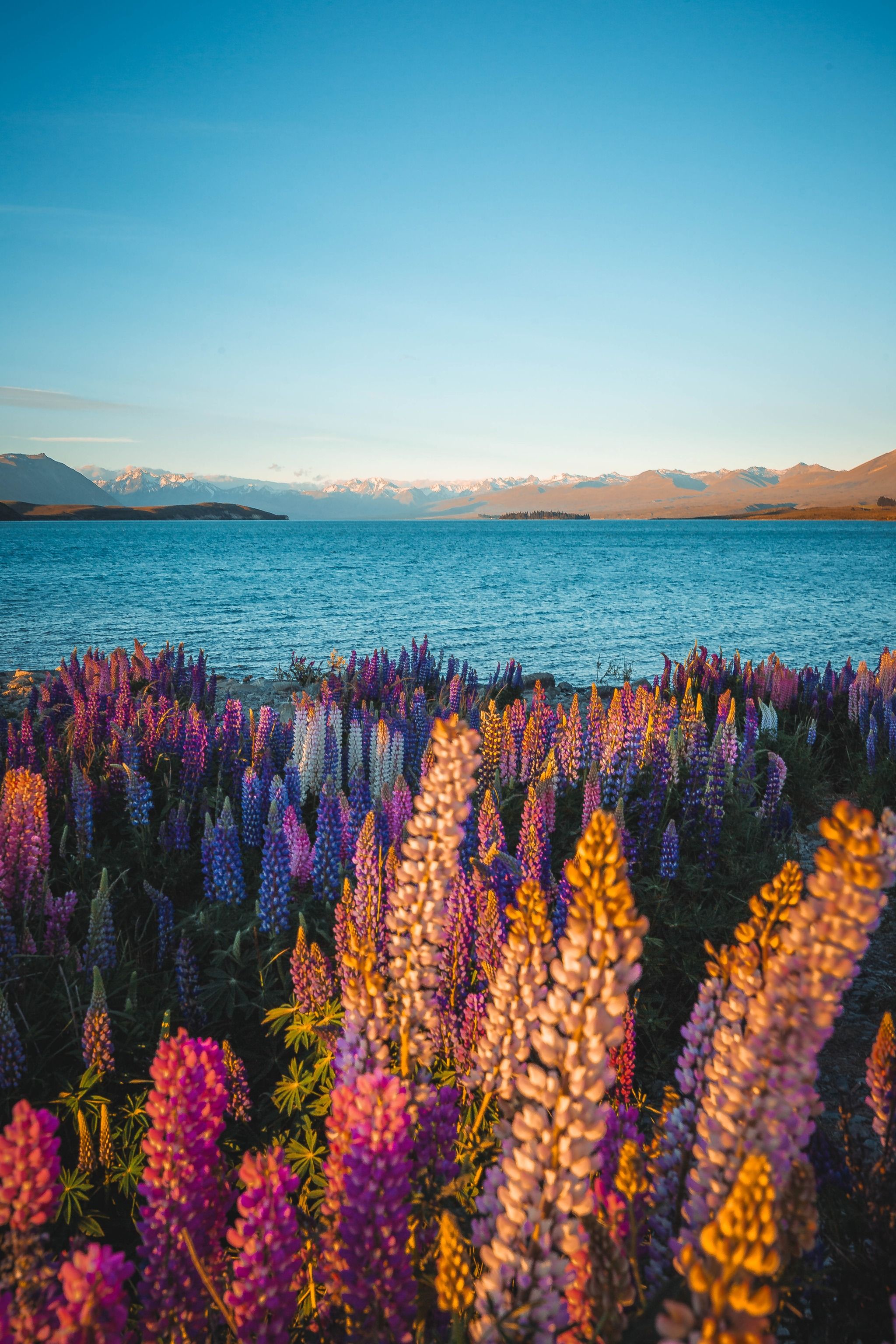 Lake Tekapo Foreshore Lupins