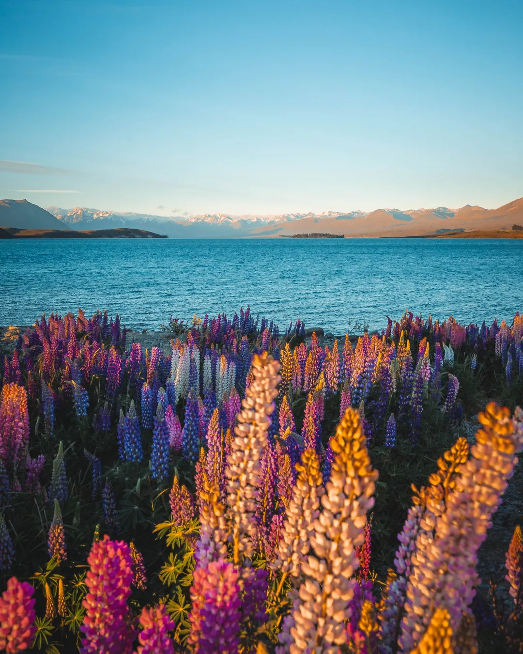 Lake Tekapo Foreshore Lupins
