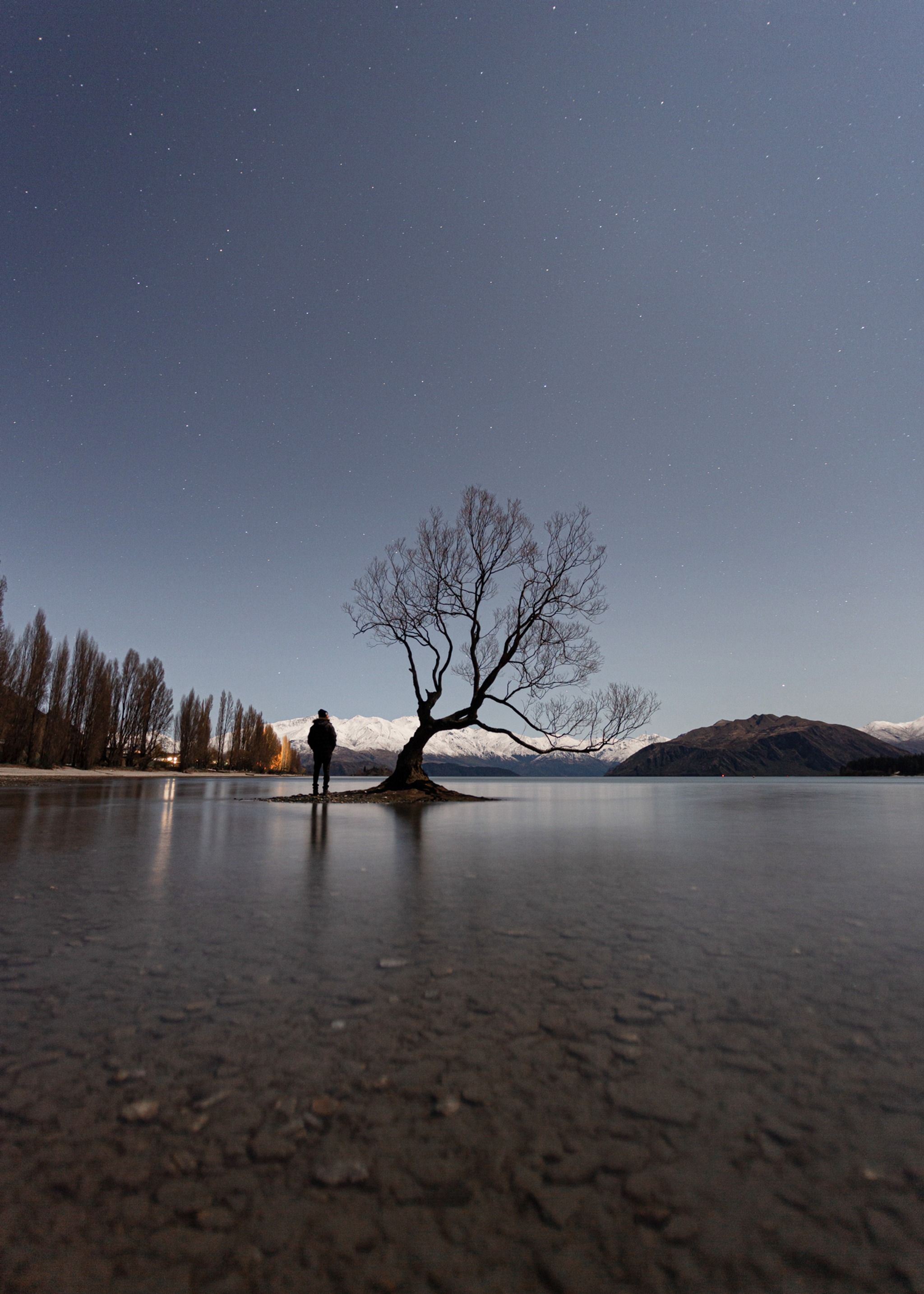 That Wānaka tree