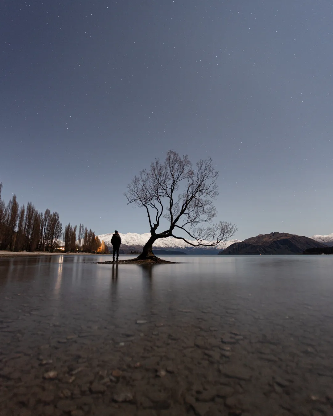 That Wānaka tree
