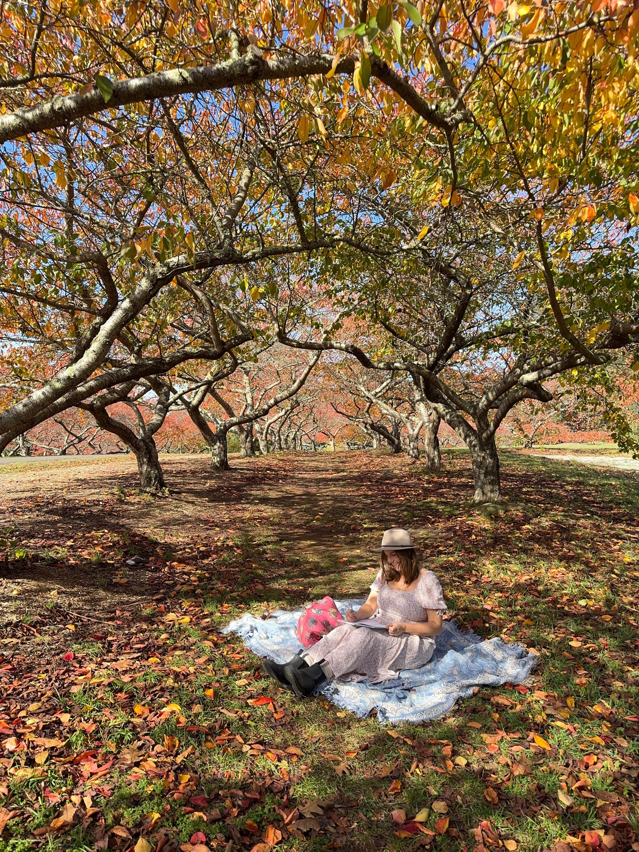 Dandenong Ranges Botanic Garden