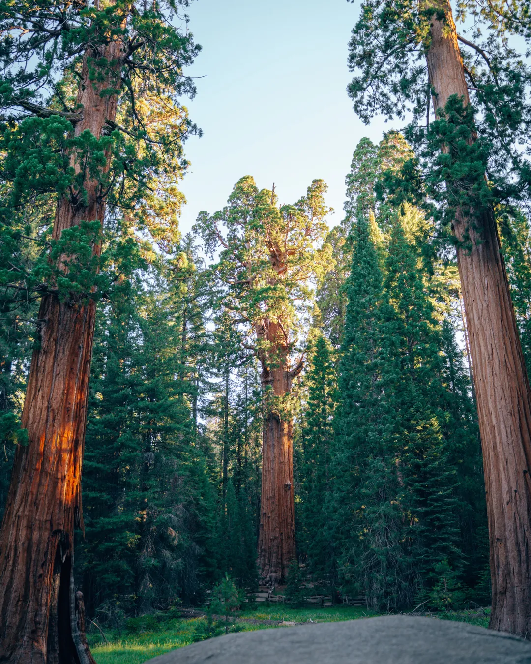 Parque Nacional Sequoia-california Sequoia National Park Opens Giant