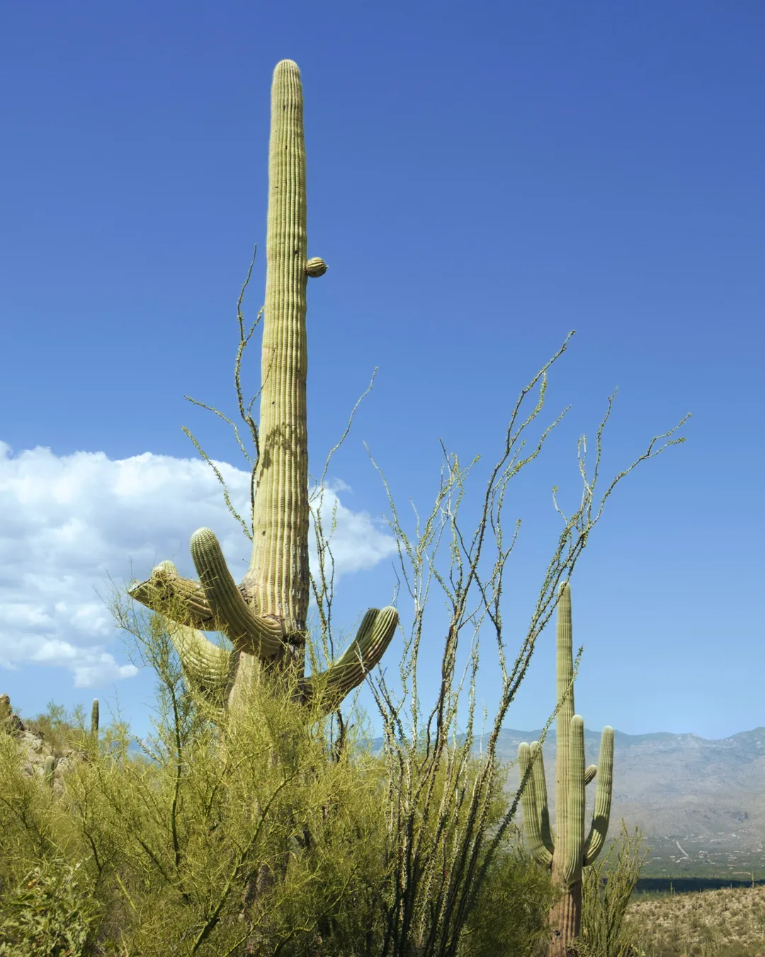 Saguaro National Park