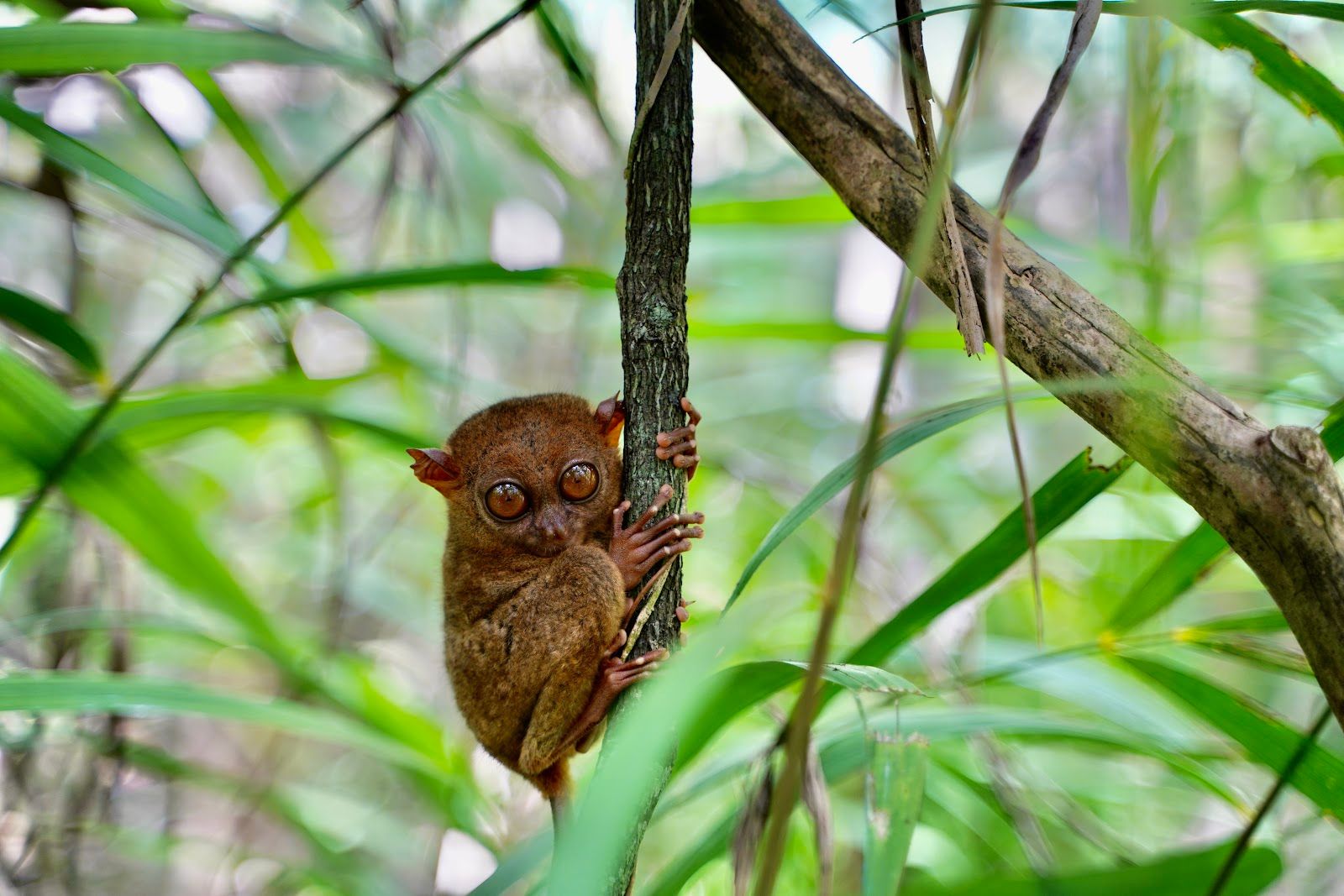 Tarsier Sanctuary