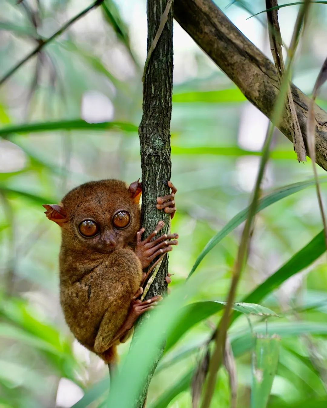 Tarsier Sanctuary