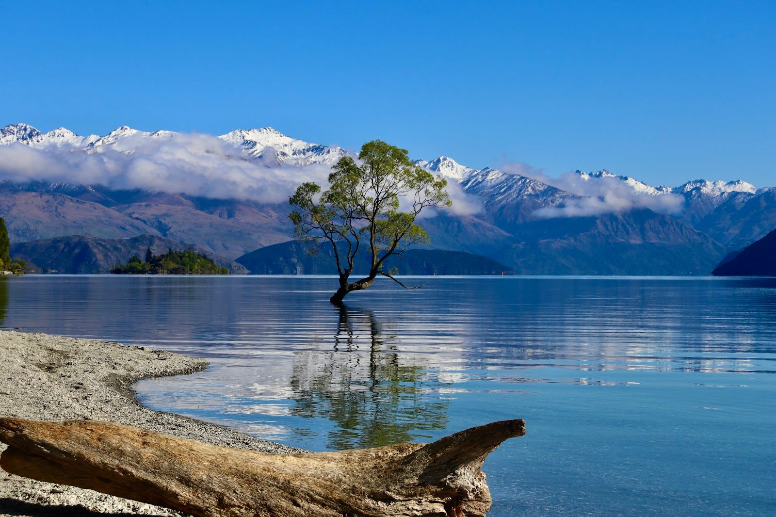 That Wānaka tree