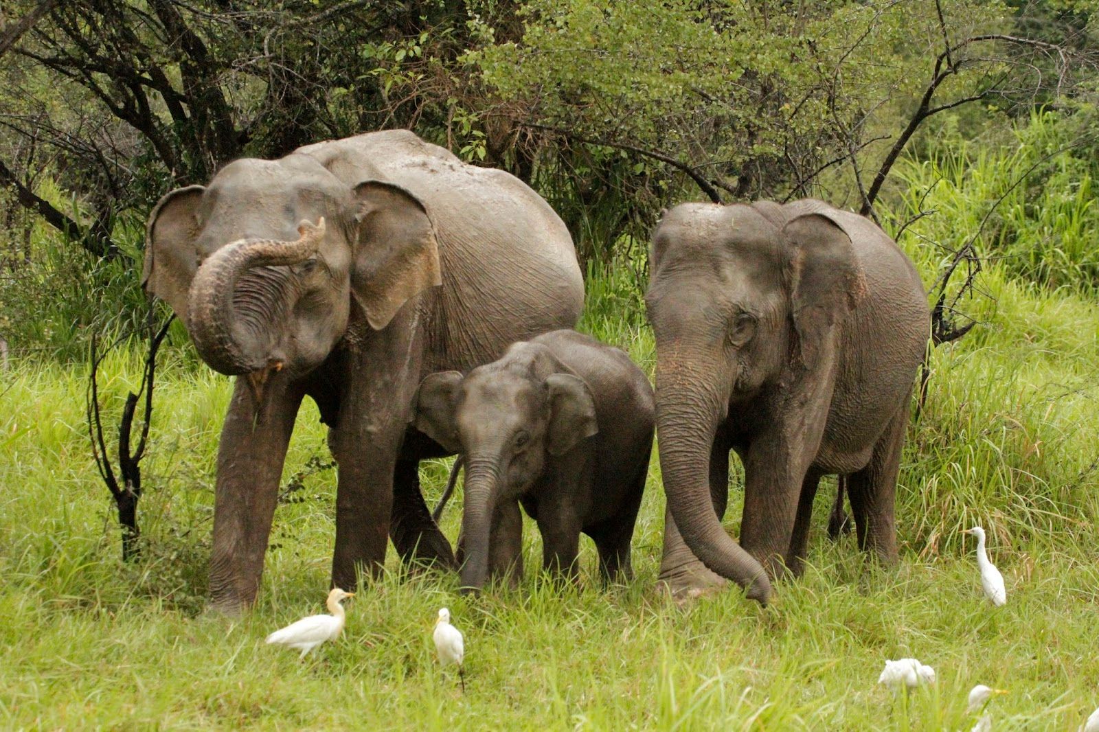 Wasgamuwa National Park