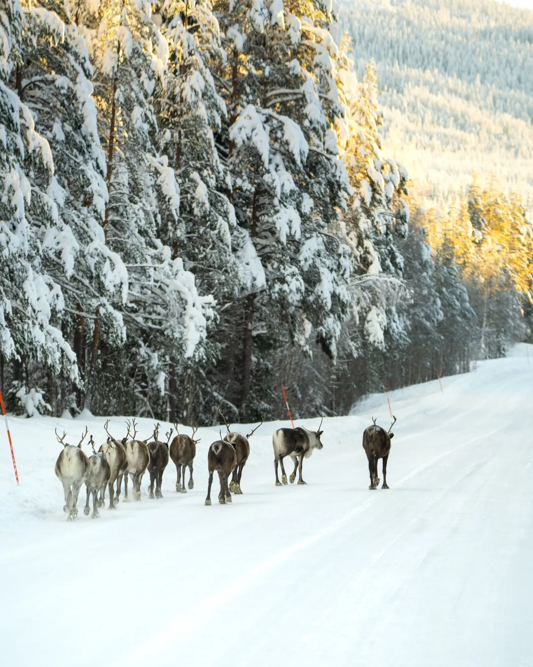 Wildlife-Spot Rentiere