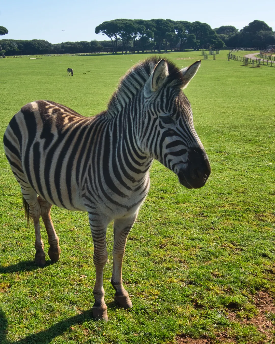 Safari Park Brijuni