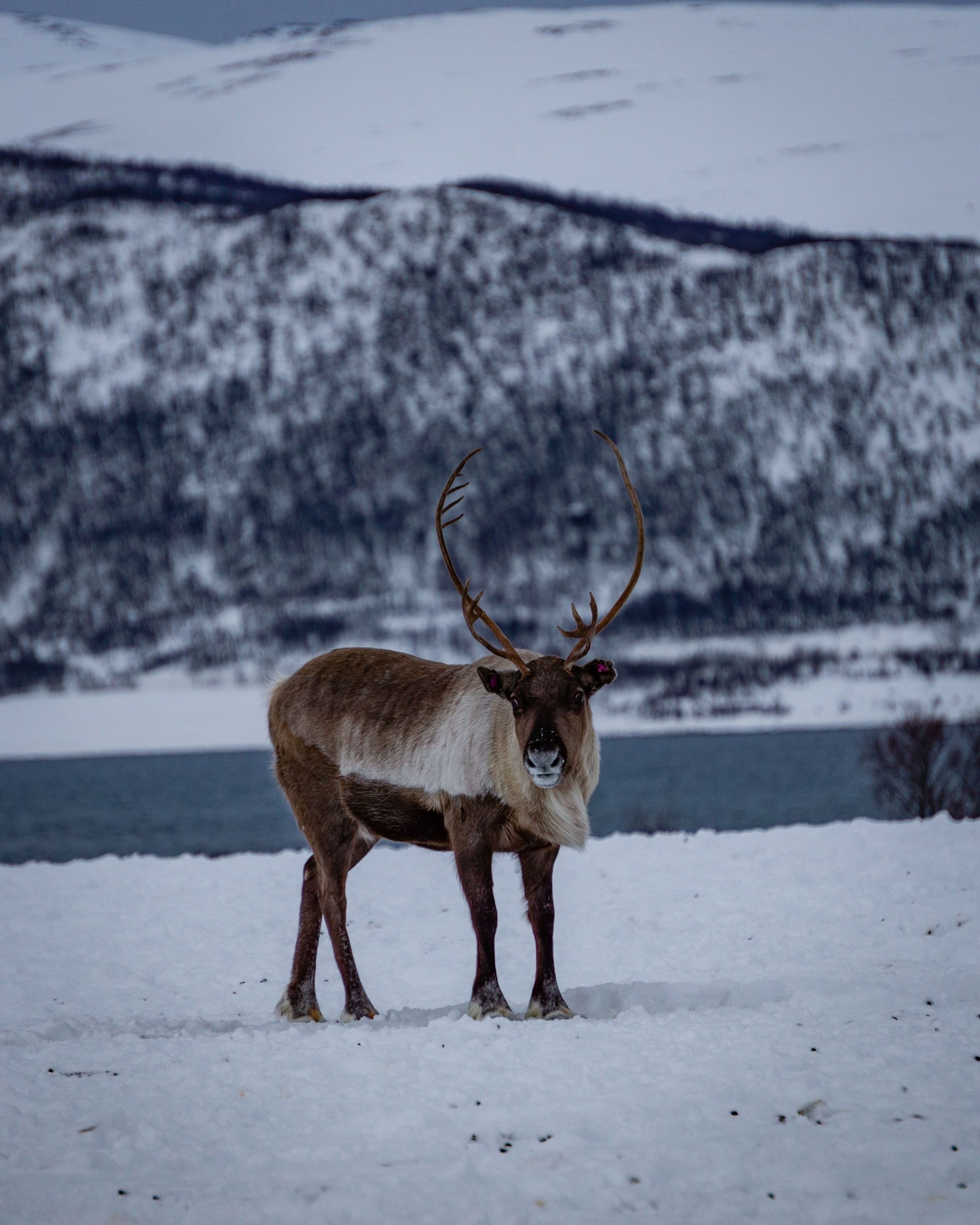 Passeio de Trenó com renas, jantar e Aurora Boreal