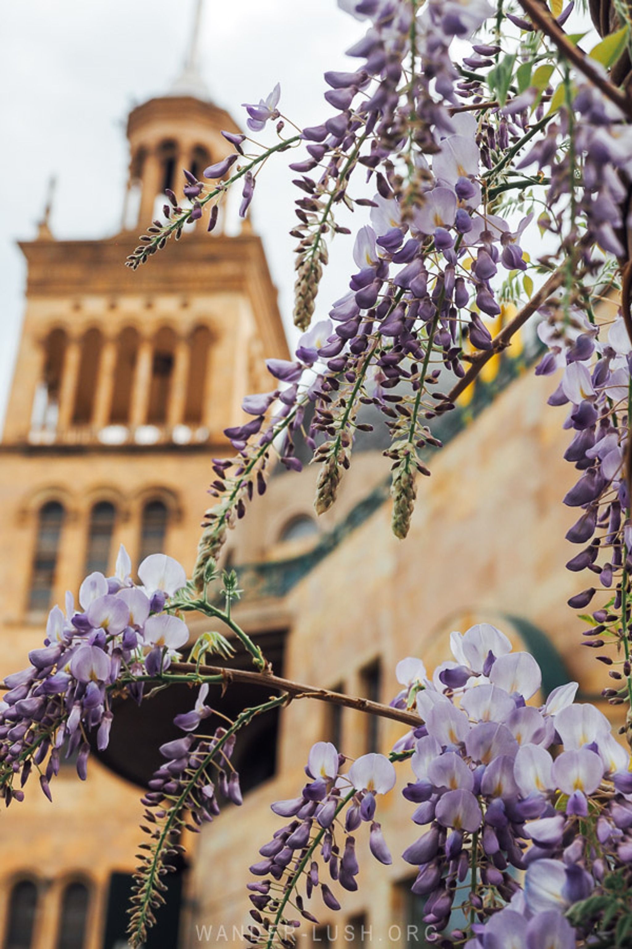 Wisteria on Rustaveli Avenue
