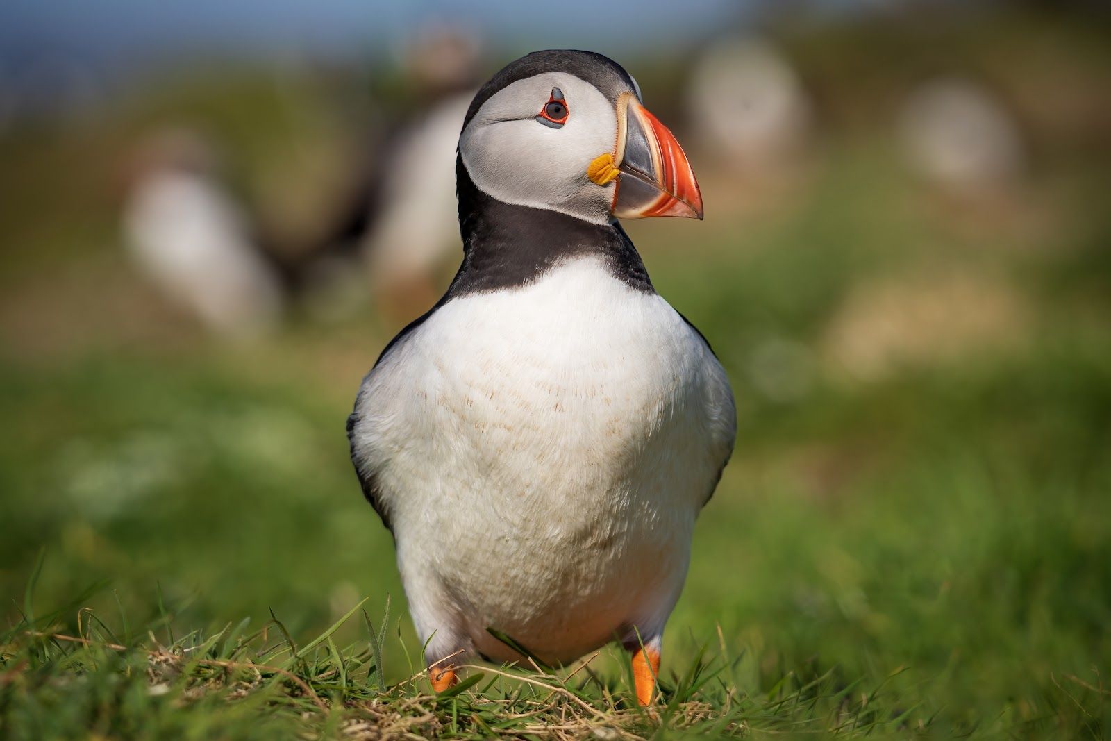 Lunga, Inner Hebrides