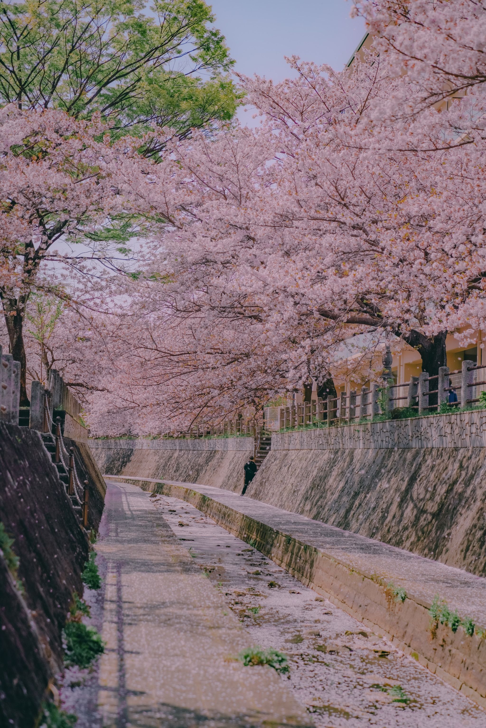 一本松川緑道の桜並木 - Japan - Rexby