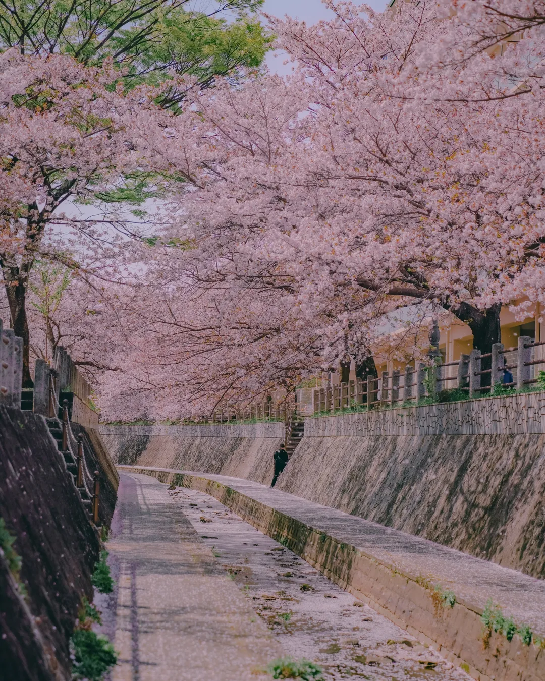 一本松川緑道の桜並木 - Japan - Rexby