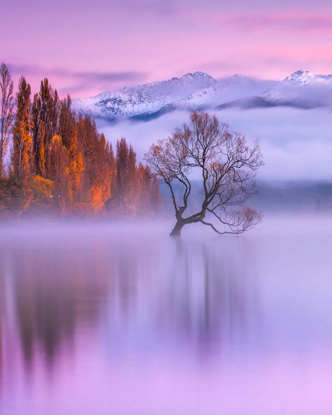 Wanaka Tree