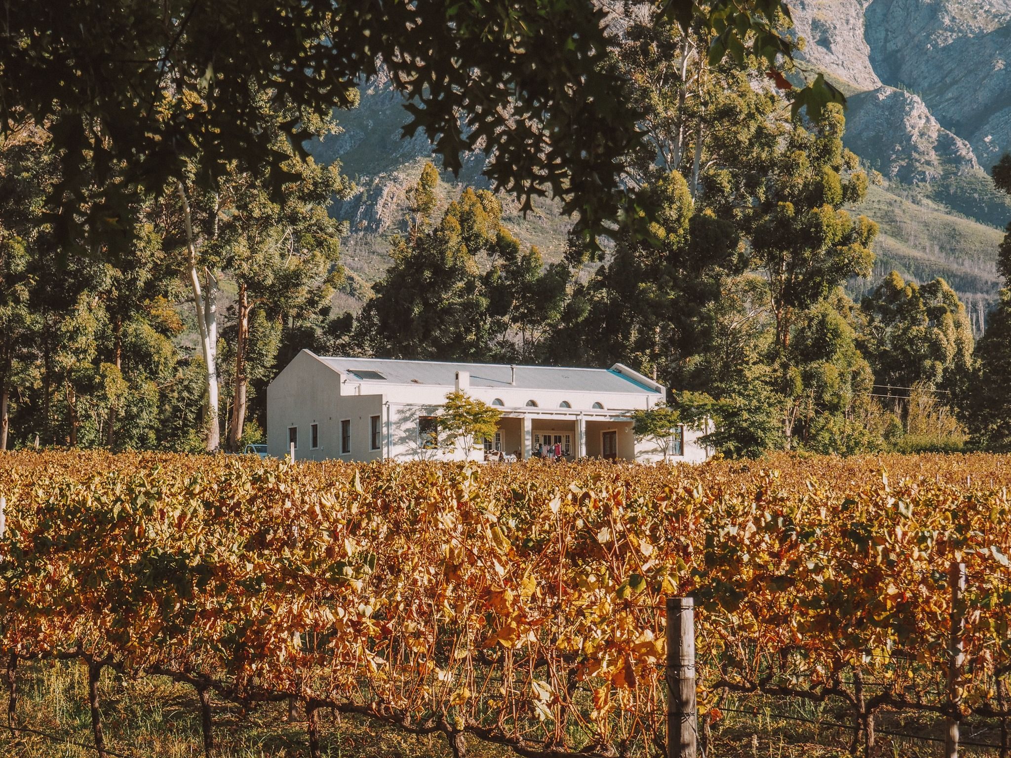 Stony Brook Vineyards