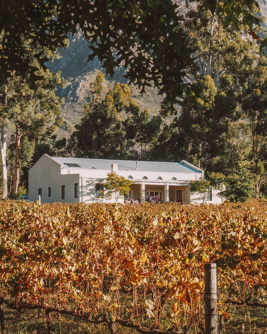 Stony Brook Vineyards