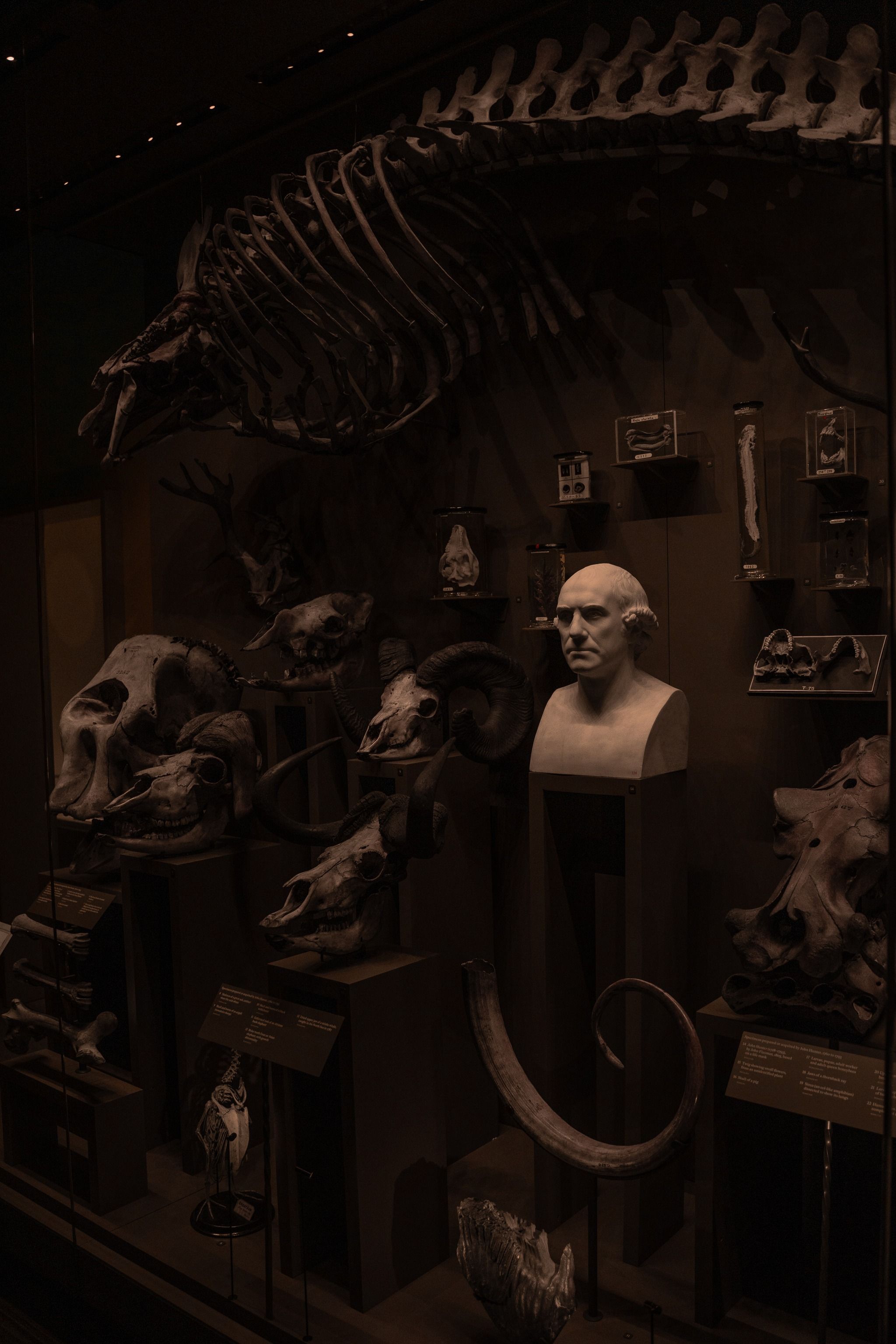 Hunterian Museum