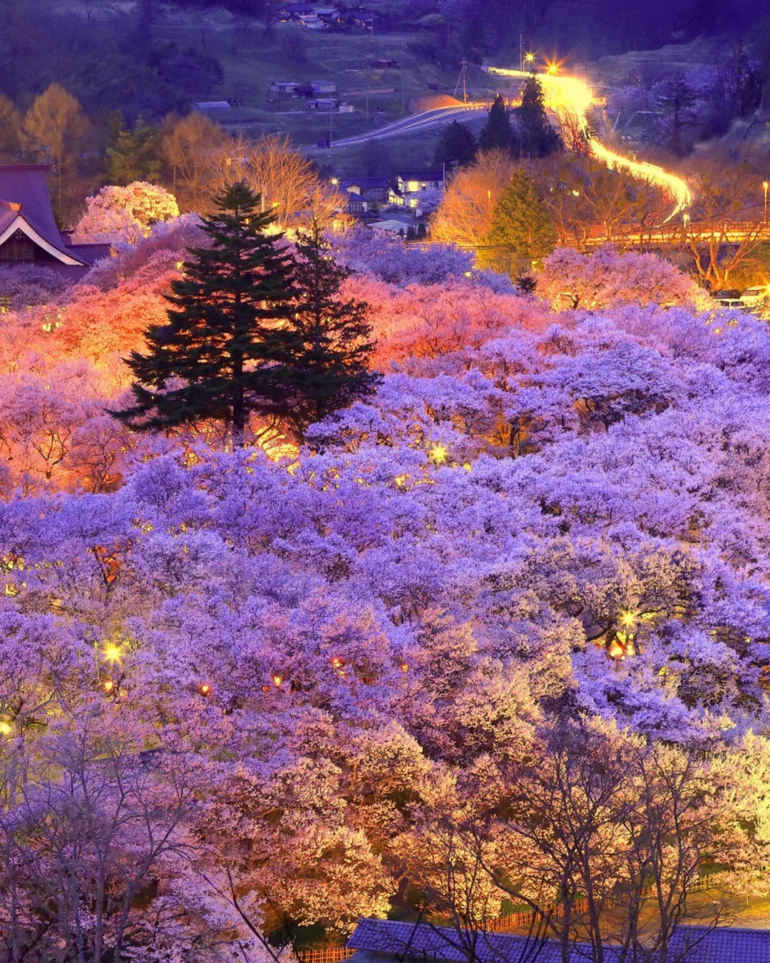 ネイト・ジョルジオ、【CHERRY BLOSSOM LOVE】 Night Cherry Blossom Jewellumination 2025 at Yomiuriland in