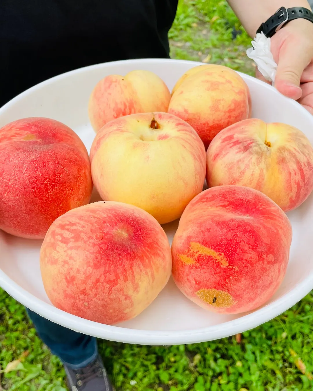 Nakagomi Orchards Fruit Picking