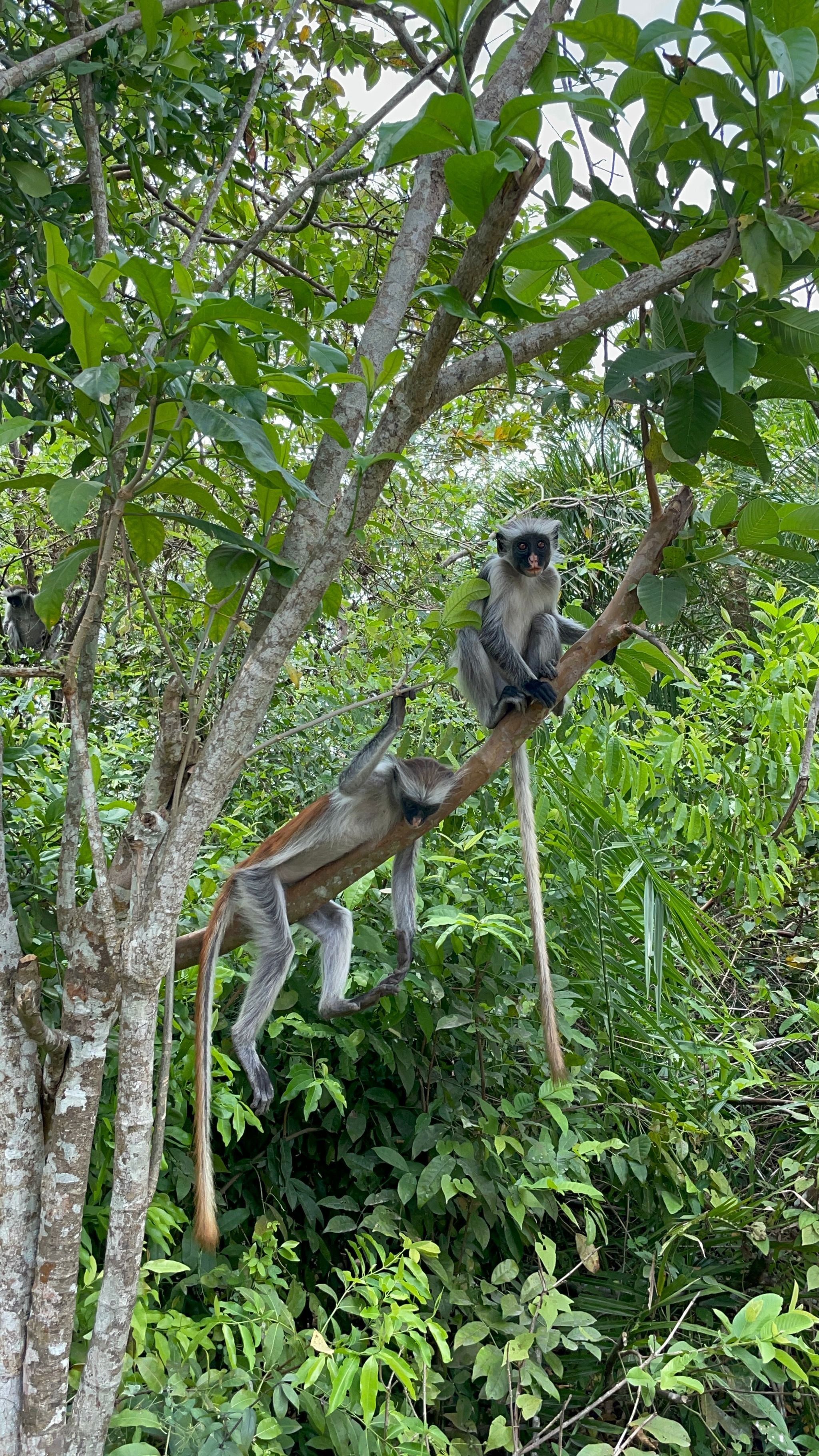 Jozani Forest
