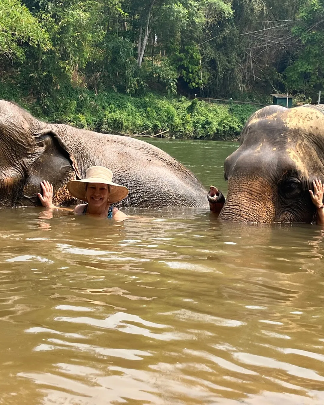 Elephant Haven Thailand