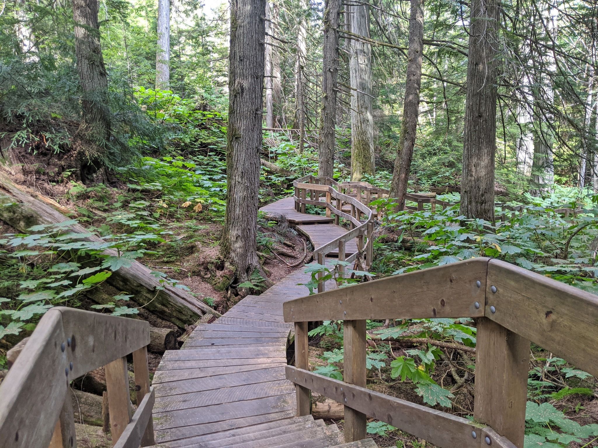 Giant Cedars Boardwalk Trail
