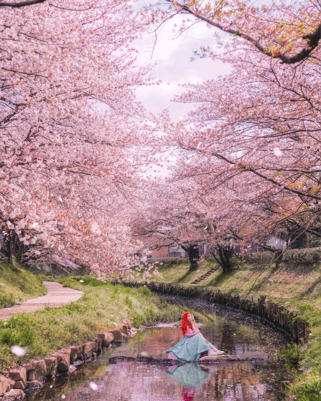 Motoara River Cherry Blossom Avenue