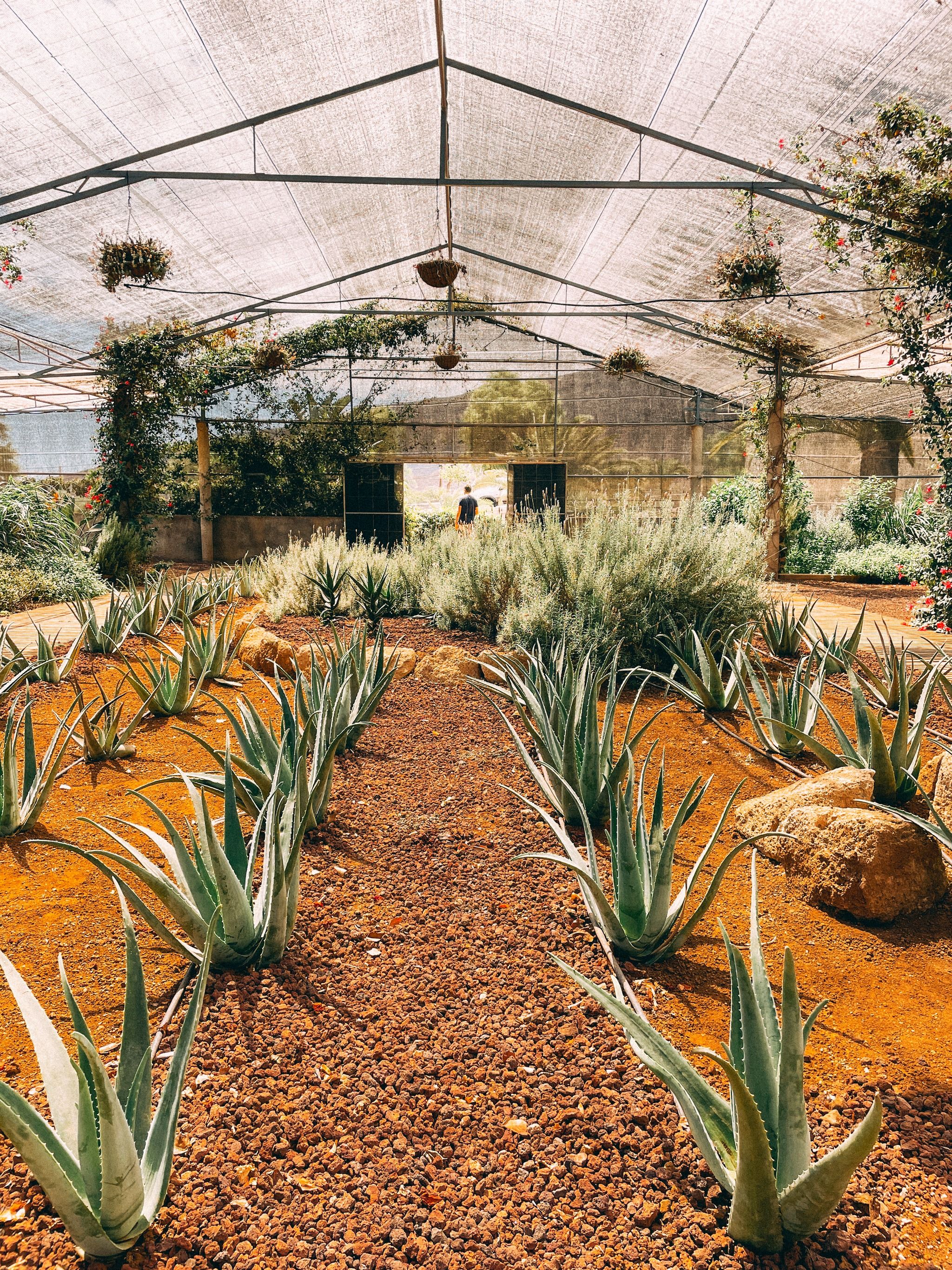 Finca Canarias Aloe Vera Arona - Tenerife, Spain - Rexby