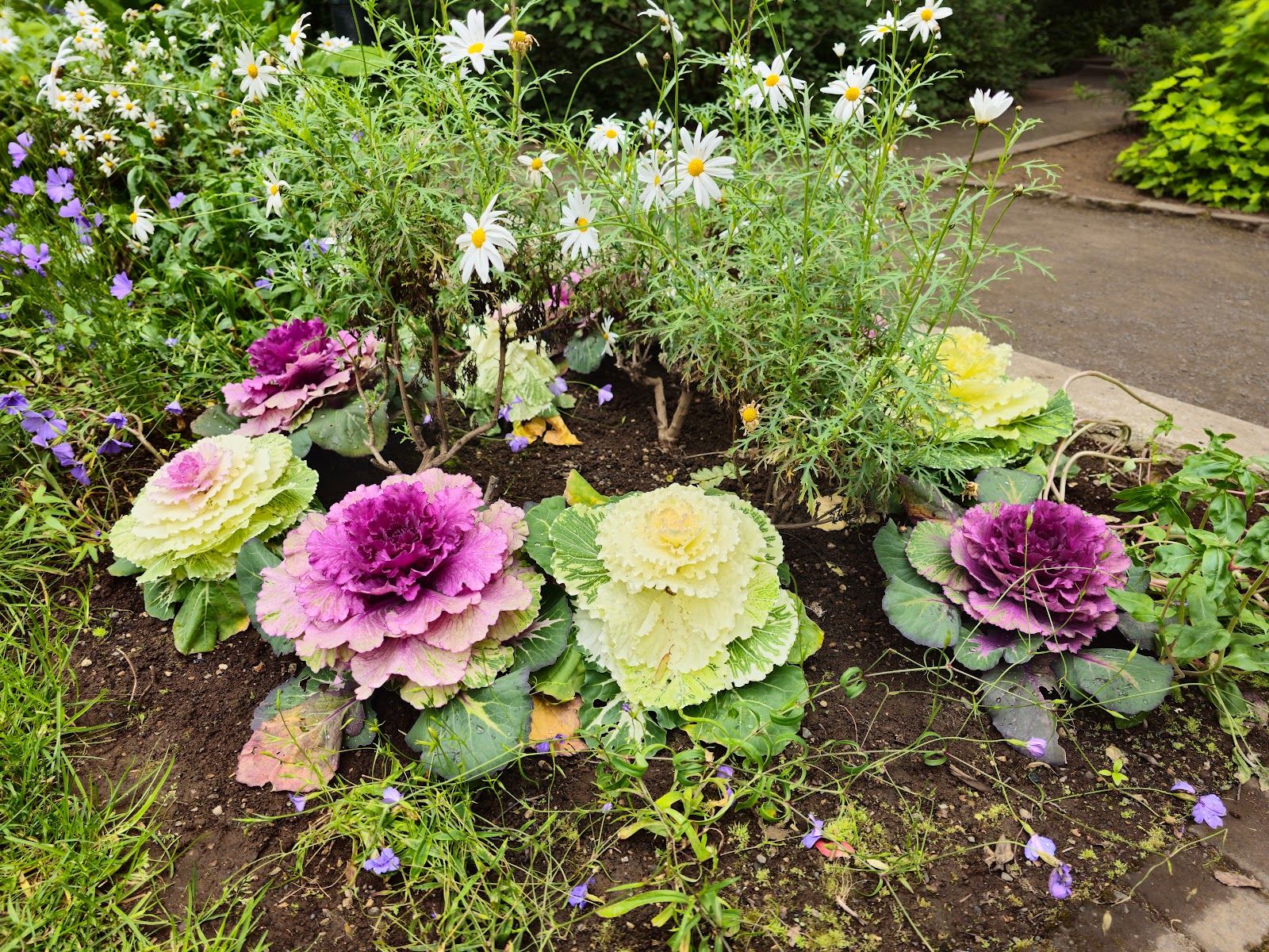 Akureyri Botanical Garden