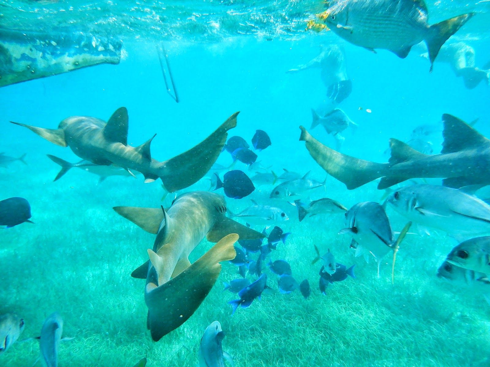 Hol Chan Marine Reserve