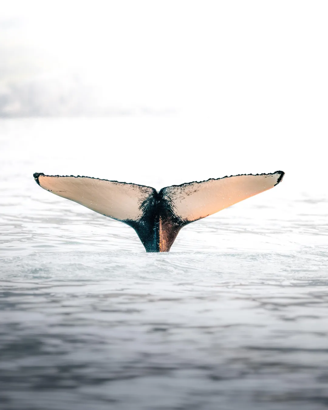 North Sailing - Húsavík Whale Watching